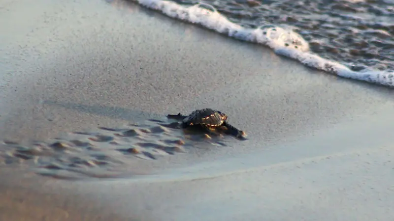 Tortuga Cuartoscuro  (5).jpg